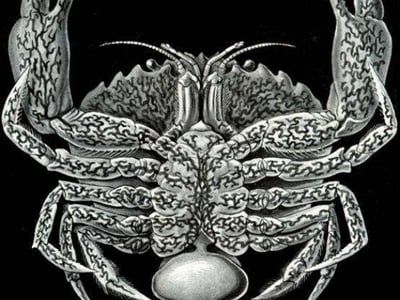 蟹奴（无限制寄生版）