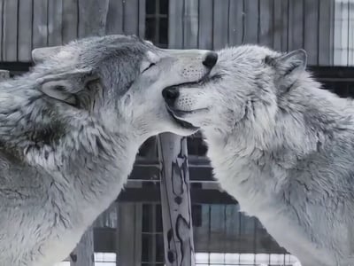 【优化】合租的狼人