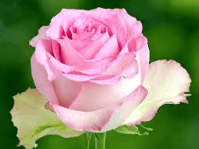 红粉佳人西大陆篇