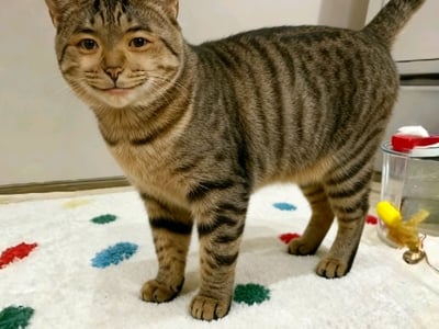 张沐延的奇妙冒险,在UIUC留学回到南京后变成了哈基米