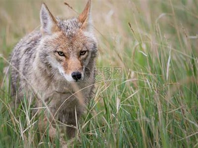 动物大世界·体验非人的生活吧！