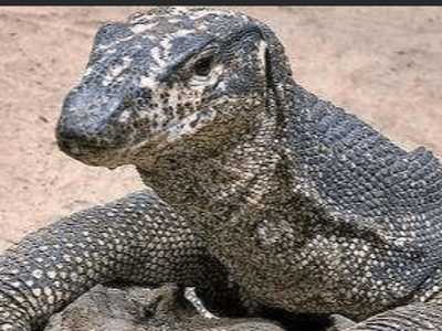 印度蜥蜴逃生模拟器