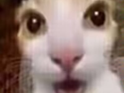 世纪大战！草帽小子VS哈基米