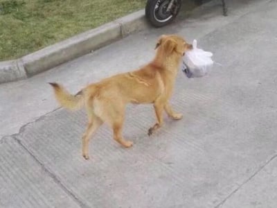 外卖小偷狗学长