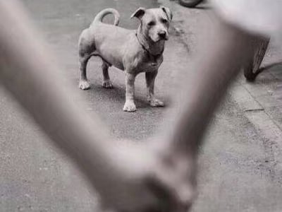 舔狗自定义模拟器：爱是常觉亏欠 V1.0