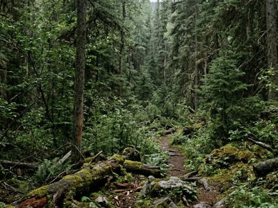 荒野求生挑战。