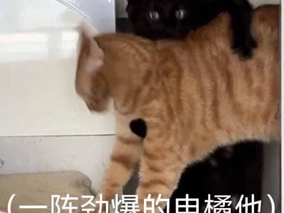 【吸血鬼+校园】伊梵塞学院（又名在贵族学院偶遇惊情四百年）