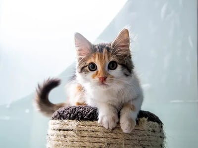 用白纸ai养臭猫