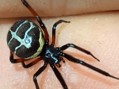 我的蜘蛛女友（是真的蜘蛛）